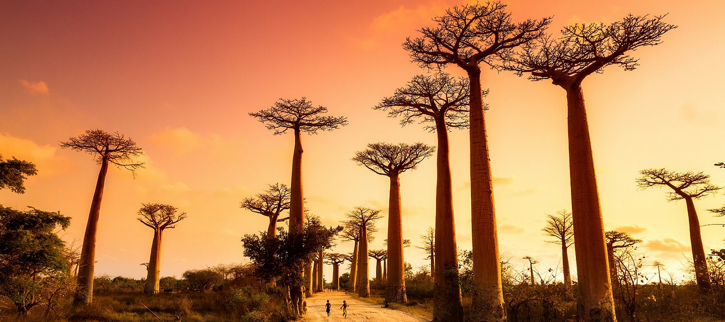 View of big trees at sunset in madagascar